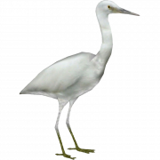 Heron PNG -bestand