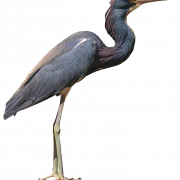 Heron PNG HD görüntü