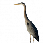 Heron PNG -afbeelding