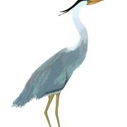 Heron PNG الموافقة المسبقة عن علم