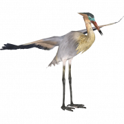 Heron PNG Bild