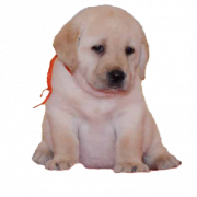 Labrador Retriever Puppy PNG Download Image