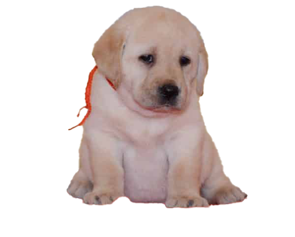 Labrador Retriever Puppy PNG Download Image
