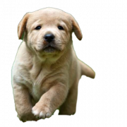 Download gratuito di Labrador Retriever Puppy Png