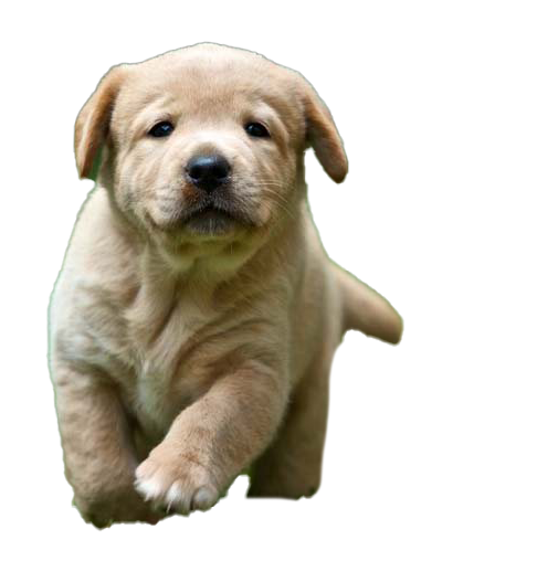 Labrador Retriever Puppy PNG Téléchargement gratuit