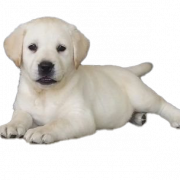 Labrador Retriever ภาพลูกสุนัข PNG HD