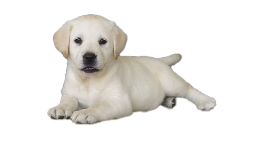 Labrador Retriever Puppy PNG HD Imahe
