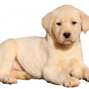 Labrador retriever puppy png gambar berkualitas tinggi