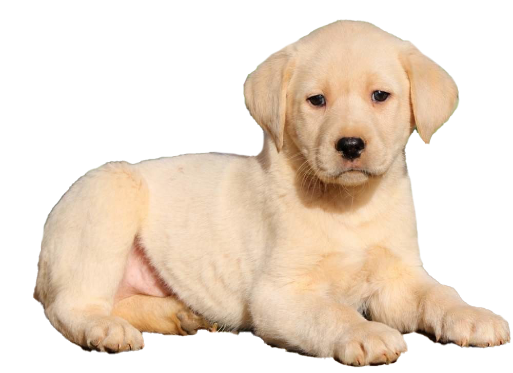 Labrador Retriever Puppy PNG صورة عالية الجودة