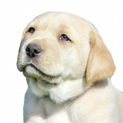 Labrador Retriever Puppy PNG Image Fichier