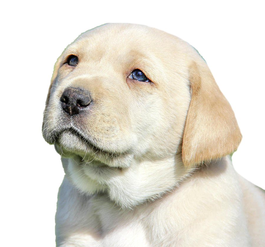 Labrador Retriever Puppy PNG File immagine