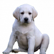 Labrador Retriever Puppy PNG Images