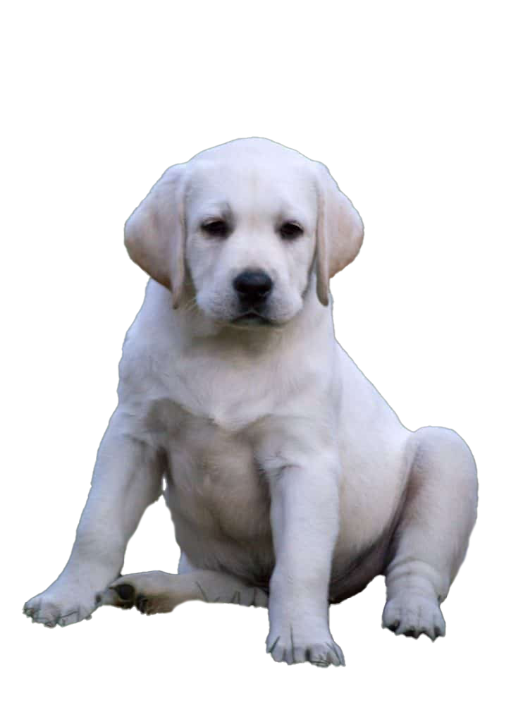 Labrador Retriever Puppy PNG Gambar