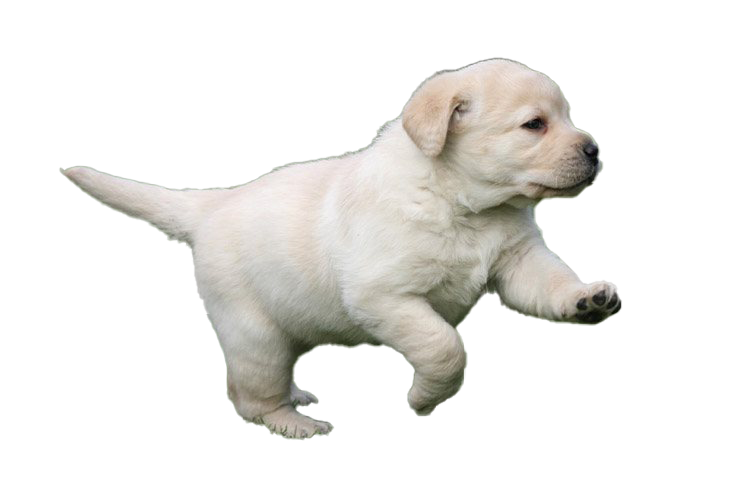 Labrador Retriever Puppy PNG Picture