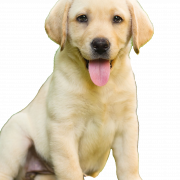 Labrador Retriever Puppy Transparent