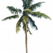 Длинное кокосовое дерево