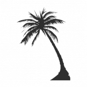 Long Coconut Tree PNG Clipart
