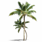 Long Coconut Tree PNG Download Image