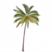 Long Coconut Tree PNG HD Image