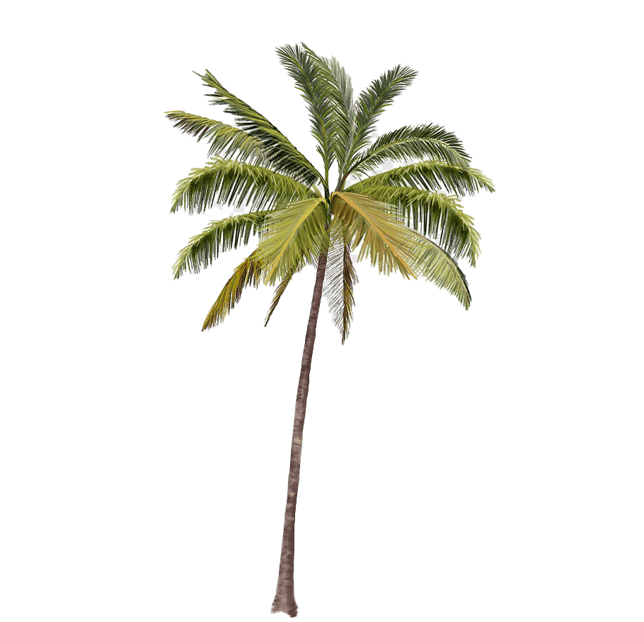 Long Coconut Tree PNG HD Image
