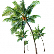 ต้นมะพร้าวยาว PNG ภาพคุณภาพสูง