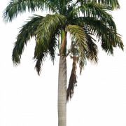 Long Coconut Tree PNG Image