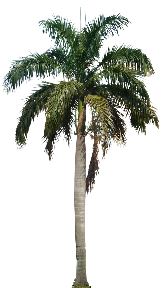 Long Coconut Tree PNG Image