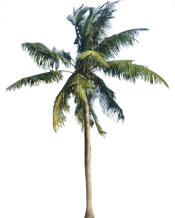 Длинное кокосовое дерево