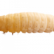 Maggot Insect PNG Clipart