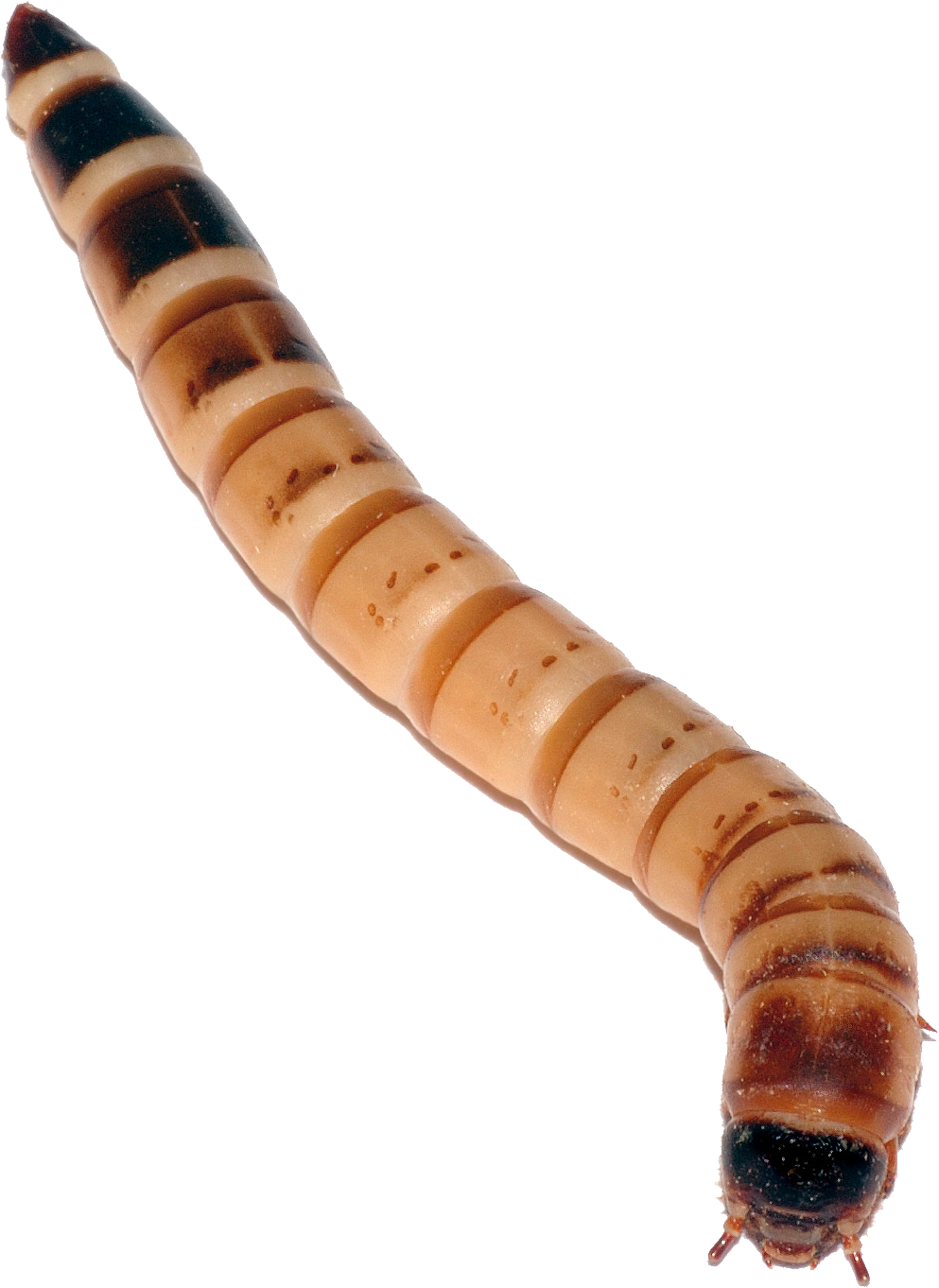 Maggot Insect PNG Free Download