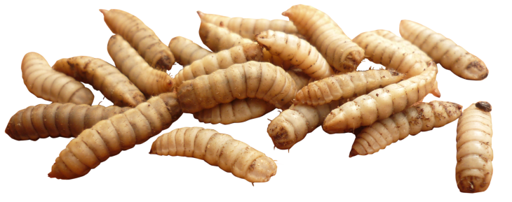 Maggot Insect PNG Image