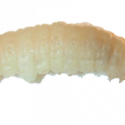 Maggot PNG Image