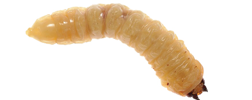 Maggot PNG Image File