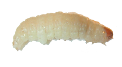 Maggot PNG Image