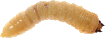 Maggot Transparent
