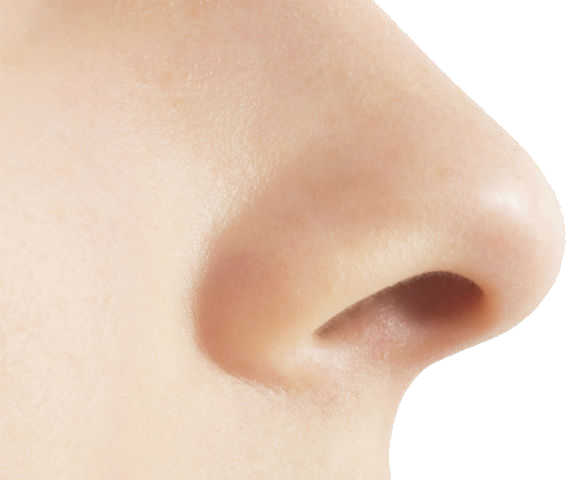 Nose PNG Free Image