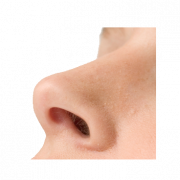 Imagen de alta calidad de la nariz png