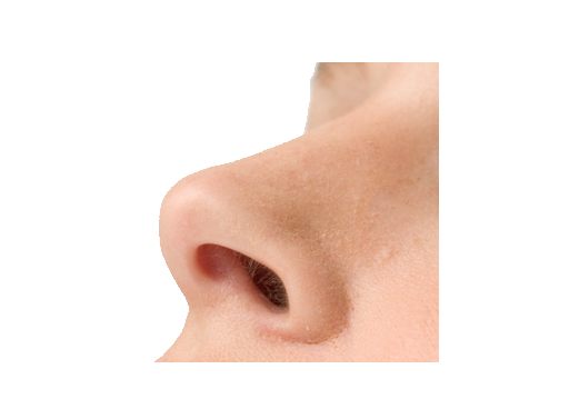 Nose PNG High Quality Image