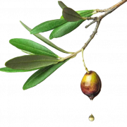 Olive PNG HD Image