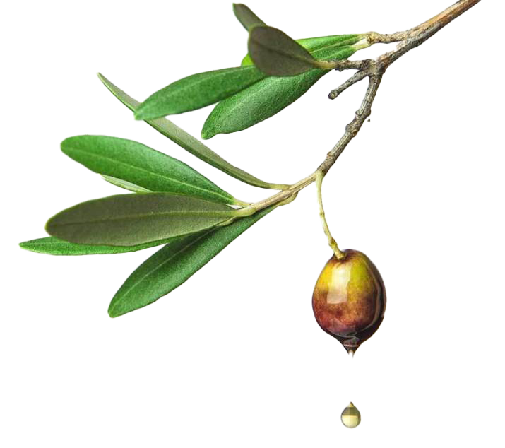 Olive PNG HD -afbeelding