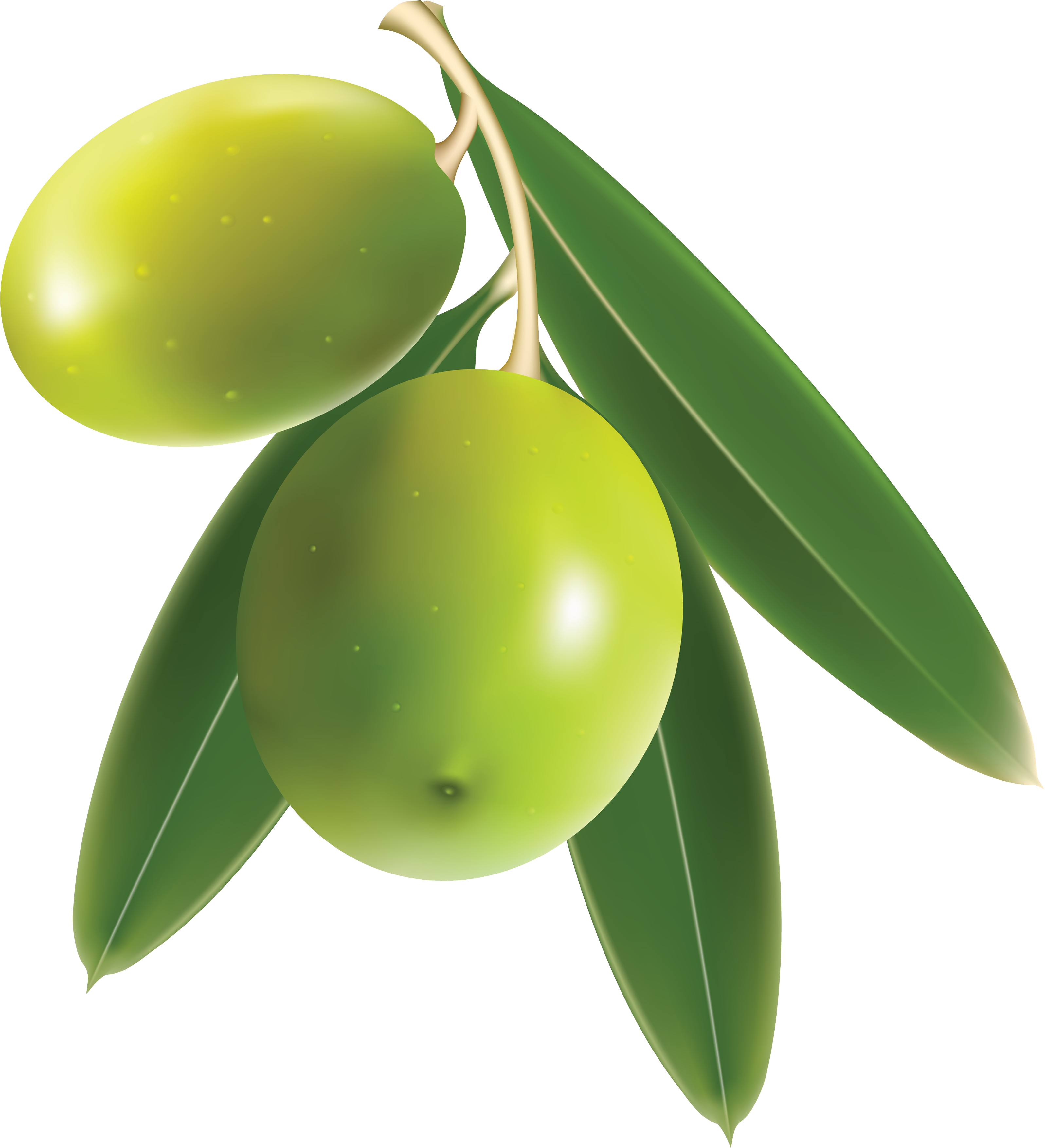 Olive PNG Image File