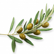 Olive PNG Photo