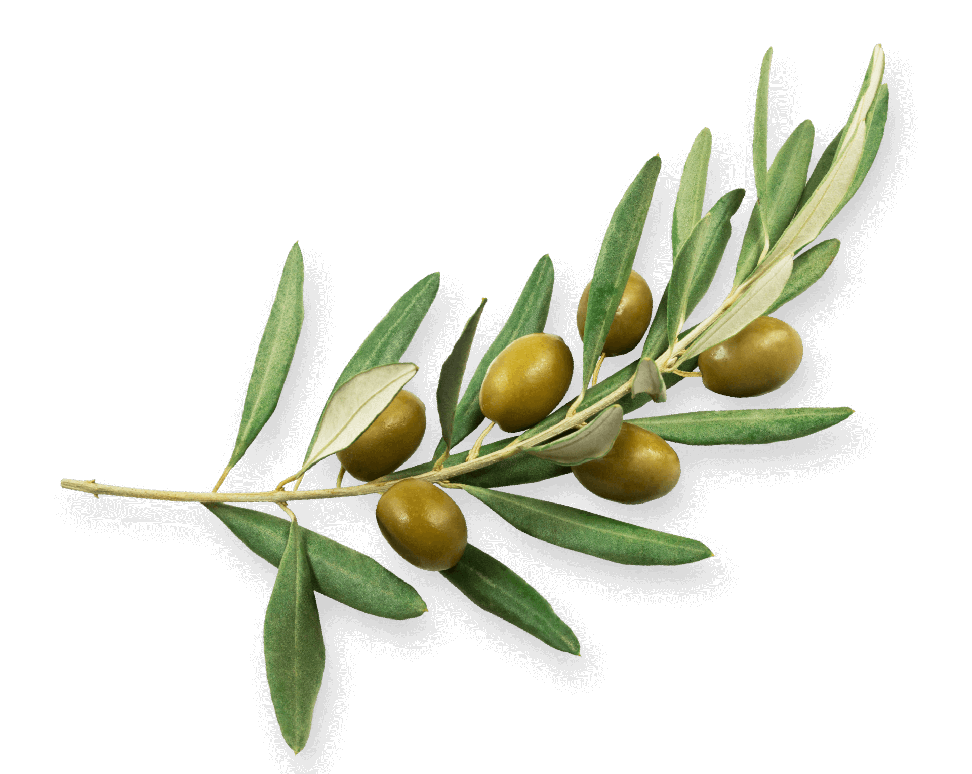 Photo olive PNG