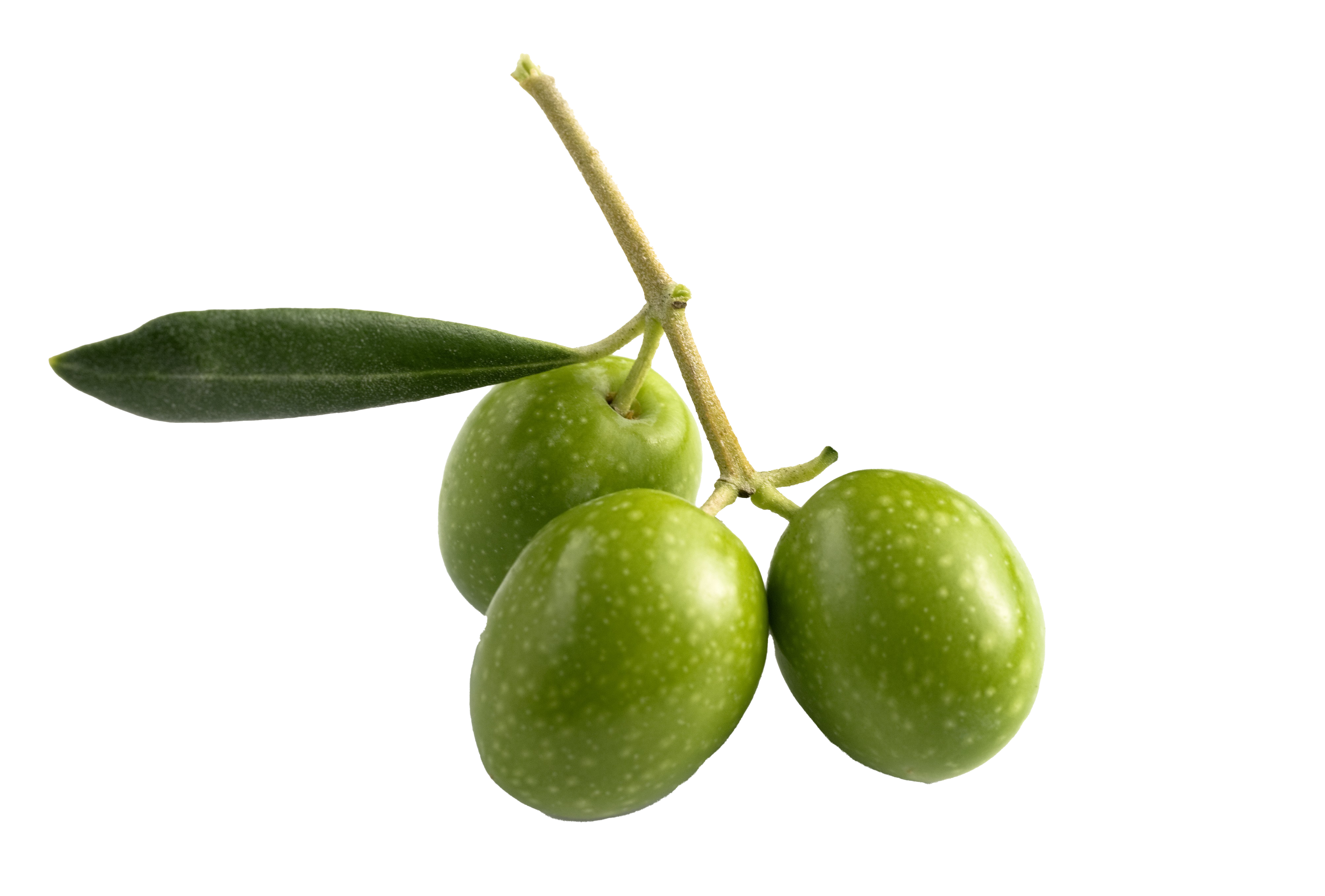 Olive PNG Pic