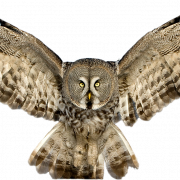Owl PNG File
