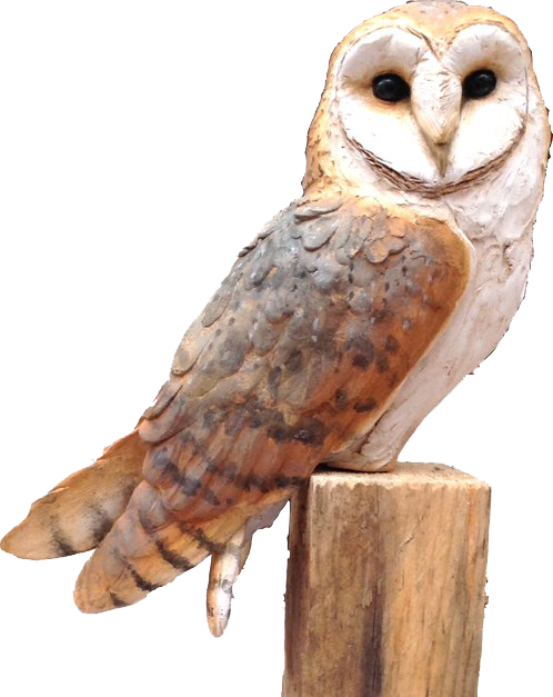 Owl PNG Free Image