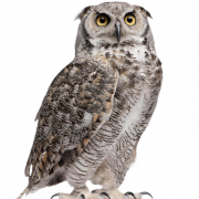 Owl PNG HD Image