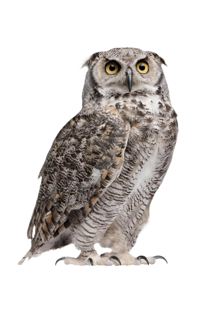 Owl PNG HD Image