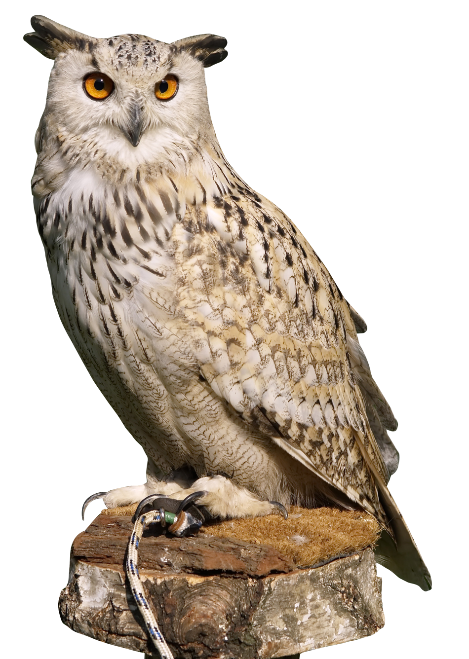Owl PNG High Quality Image