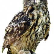 Owl PNG Image